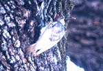 Acorn Woodpecker slide by Rich Stallcup 2004