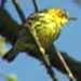 Cape May Warbler, Sacramento, CA