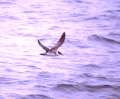 Greater Shearwater by Rich Stallcup 29 August 2004