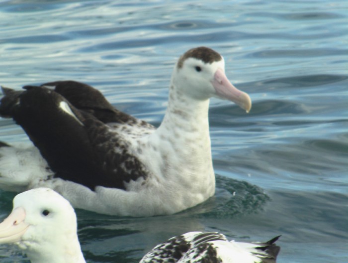 Antipodean albatross