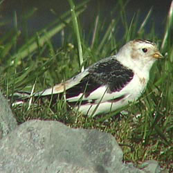 Snow Bunting, Clifton Court Forebay 6 March 2004 Leslie Lieurance