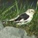 Snow Bunting,Clifton Court Forebay, Contra Costa County 6 March 2004