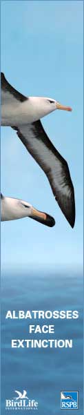 Save the Albatross