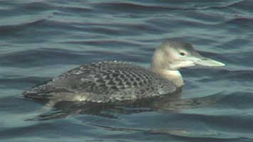 Yellow-billed Loon videotaped on 19 November 2006 at Pescadero Creek & Hwy 1 in California
