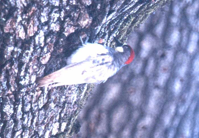 Acorn Woodpecker by Rich Stallcup 2004