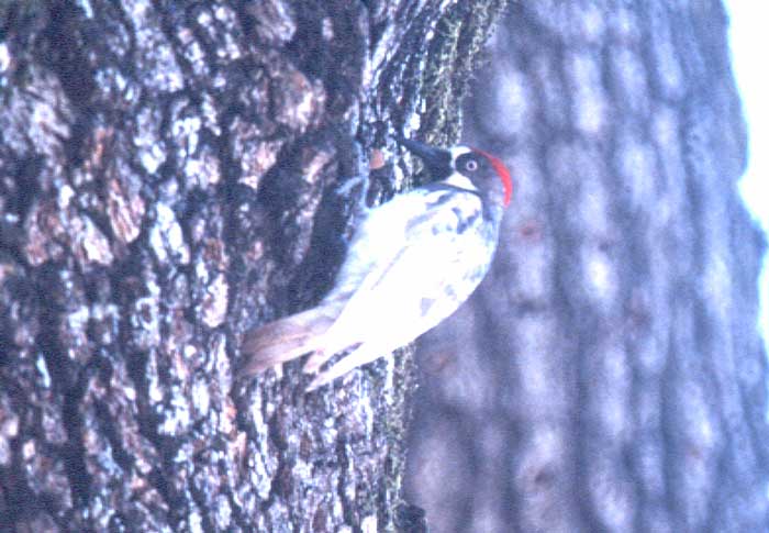 Hybrid Teal by Rich Stallcup 2004