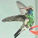 Broad-billed Hummingbird, Sonoma