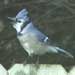Blue Jay, Fairfield, CA 7 January 2006
