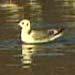 Black-legged Kittiwake, Santa Nella CA /