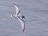 Blue Petrel - Scotia Sea 2002