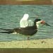 Black Skimmer, Martinez CA