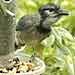 Blue Jay, Humboldt County, California 19 March 2005