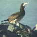 Brown Booby, Half Moon Bay, CA