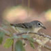 Cassin's Vireo, Lake County, CA 7 May 2006