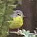 Canada Warbler, San Francico