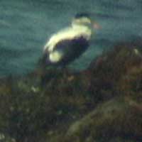 Common Eider, Crescent City, Del Norte, California, July 11, 2004
