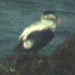 Common Eider, Crescent City, California, 10 July 2004