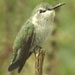 Costa's Hummingbird, Stinson Beach