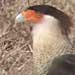 Crested Caracara, Santa Cruz County, California 11 September 2005