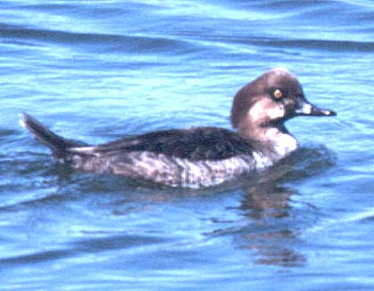 Hybrid duck by Rich Stallcup 2004
