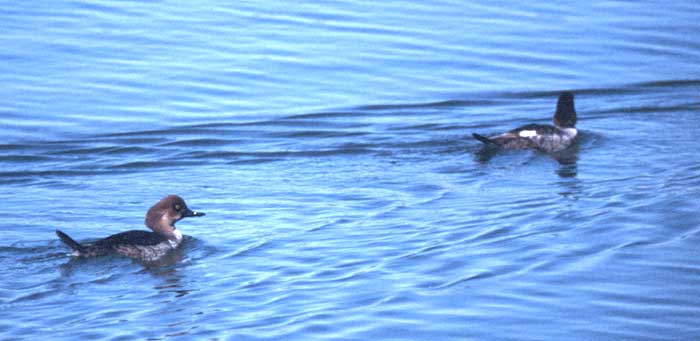 Hybrid duck by Rich Stallcup 2004