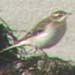 Eastern Yellow Wagtail, Ft. Bragg, California 17 September 2005