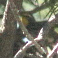 Grace's Warbler, May 31, 2004, Chimney Peak Campground, Tulare County, California