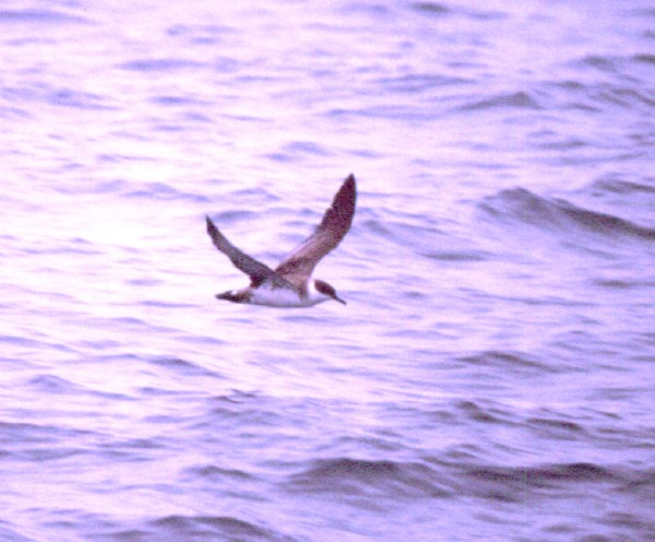 Greater Shearwater