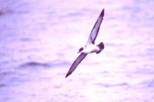 Greater Shearwater