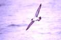 Greater Shearwater