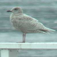 Kumlien's Gull, Clearlake, CA 19 February 2006