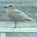 Kumlien's Gull, Lake County, CA 19 February 2006
