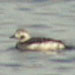 Long-tailed Duck, O'Neill Forebay, 29 December 2004
