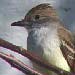 Nutting's Flycatcher, Santa Cruz CA