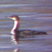 Pacific Loon, Lake Success, Tulare County, 31 December 2004