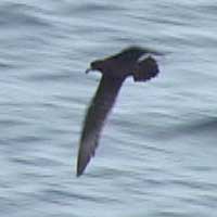 Parkinson's Petrel, Cordell Bank 1 October 2005
