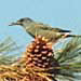 Pinyon Jay, San Benito Mountain