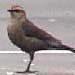 Rusty Blackbird, Sunnyvale CA