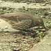 Sage Thrasher, Davis CA