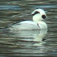 Smew videotaped on 28 January 2007 in Soulsbyville, California USA