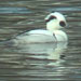 Smew, Soulsbyville, Tuolumne County, CA 28 January 2007
