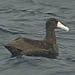 Short-tailed Albatross, Cordell Bank, CA 23 September 2007