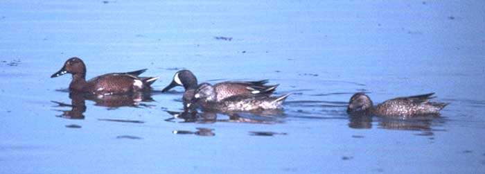 Hybrid Teal by Rich Stallcup 2004