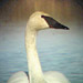 Trumpeter Swans, Glenn County, CA 15 January 2006