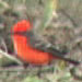 Vermilion Flycatcher, Los Banos, California, 2 January 2005