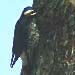 Williamson's Sapsucker, Pacific Grove CA