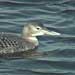 Yellow-billed Loon, San Mateo County, CA 19 November 2006