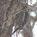Yellow-bellied Sapsucker, Kern River Park, 30 December 2004